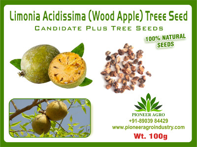 Limonia Acidissima